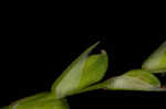 Ouachita Mountain sedge